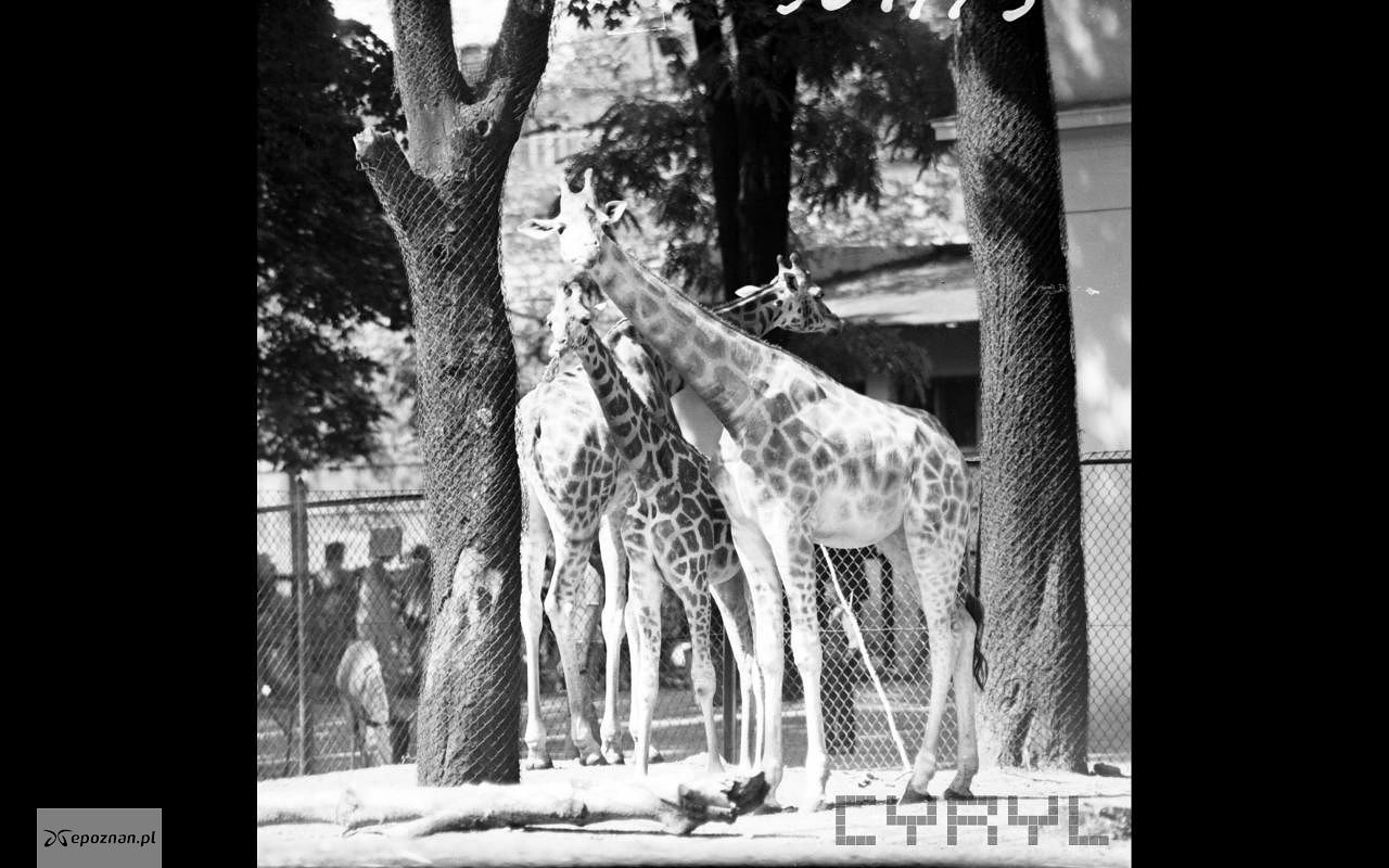 kolekcja ZOO / CYRYL | fot. Żyrafy w Starym ZOO w 1974 roku