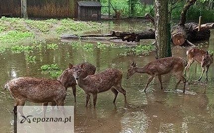 fot. Zoo Poznań / ratujemyzwierzaki.pl