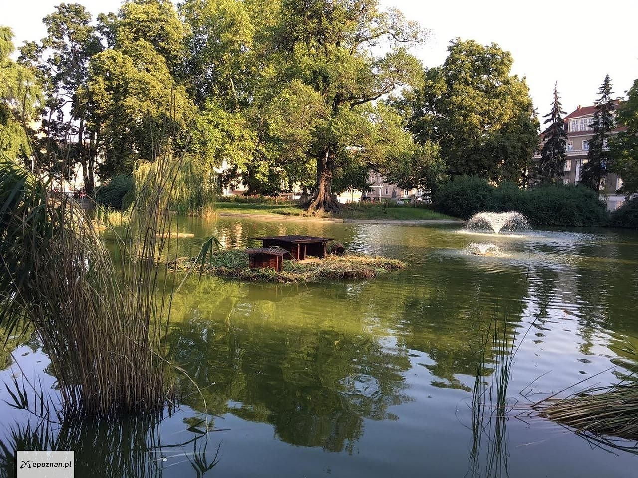 Pływające ogrody w Parku Wilsona / archiwum | fot. Rada Osiedla Św. Łazarz