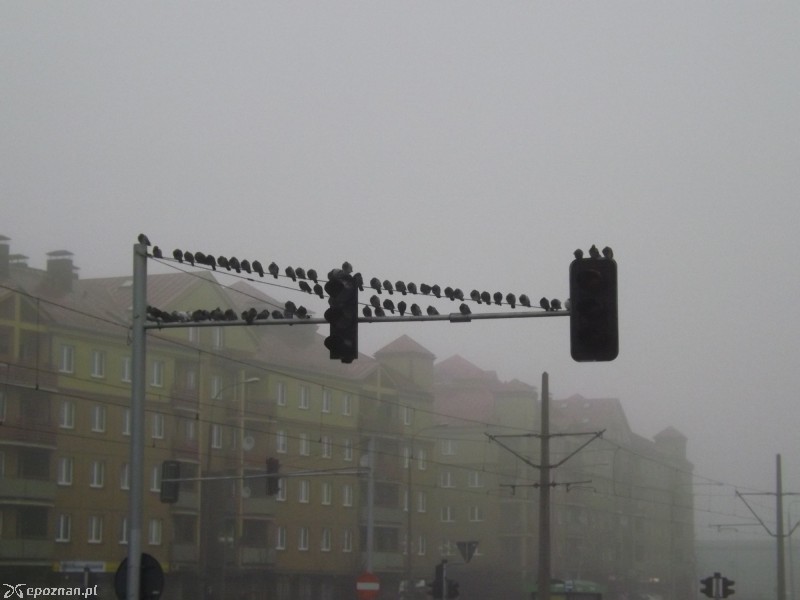 Gołębie przeniosły się na sąsiednie sygnalizatory | fot. Piotr Raczkowski