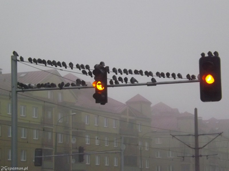 Gołębie przeniosły się na sąsiednie sygnalizatory | fot. Piotr Raczkowski
