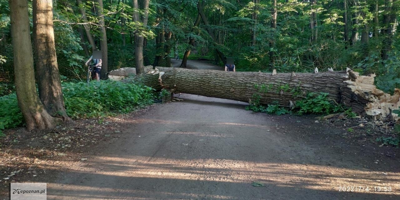 Drzewo runęło na drogę przy jeziorze Rusałka. | fot. Czytelnik