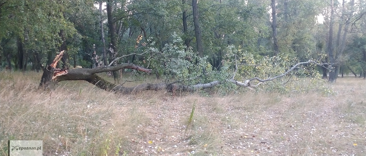 Drzewo runęło w parku Jana Pawła II. | fot. Czytelnik