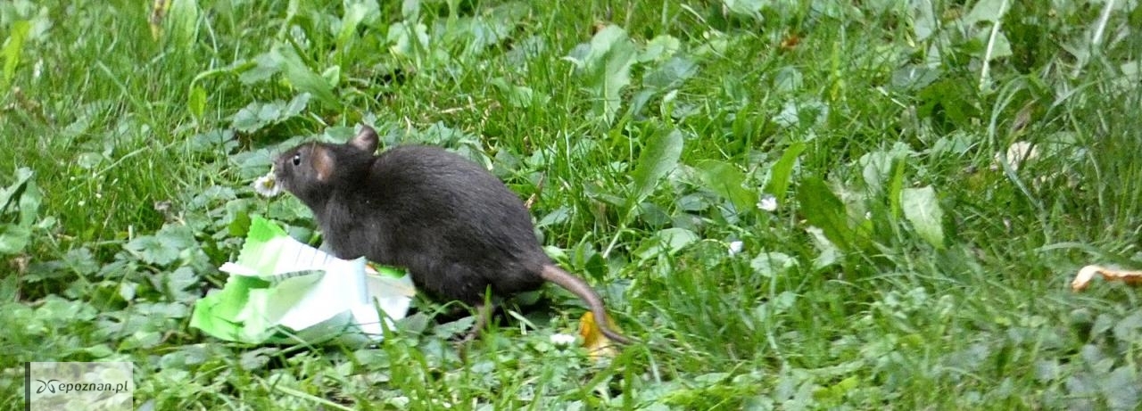 Szczury w parku Sołackim. | fot. Czytelniczka
