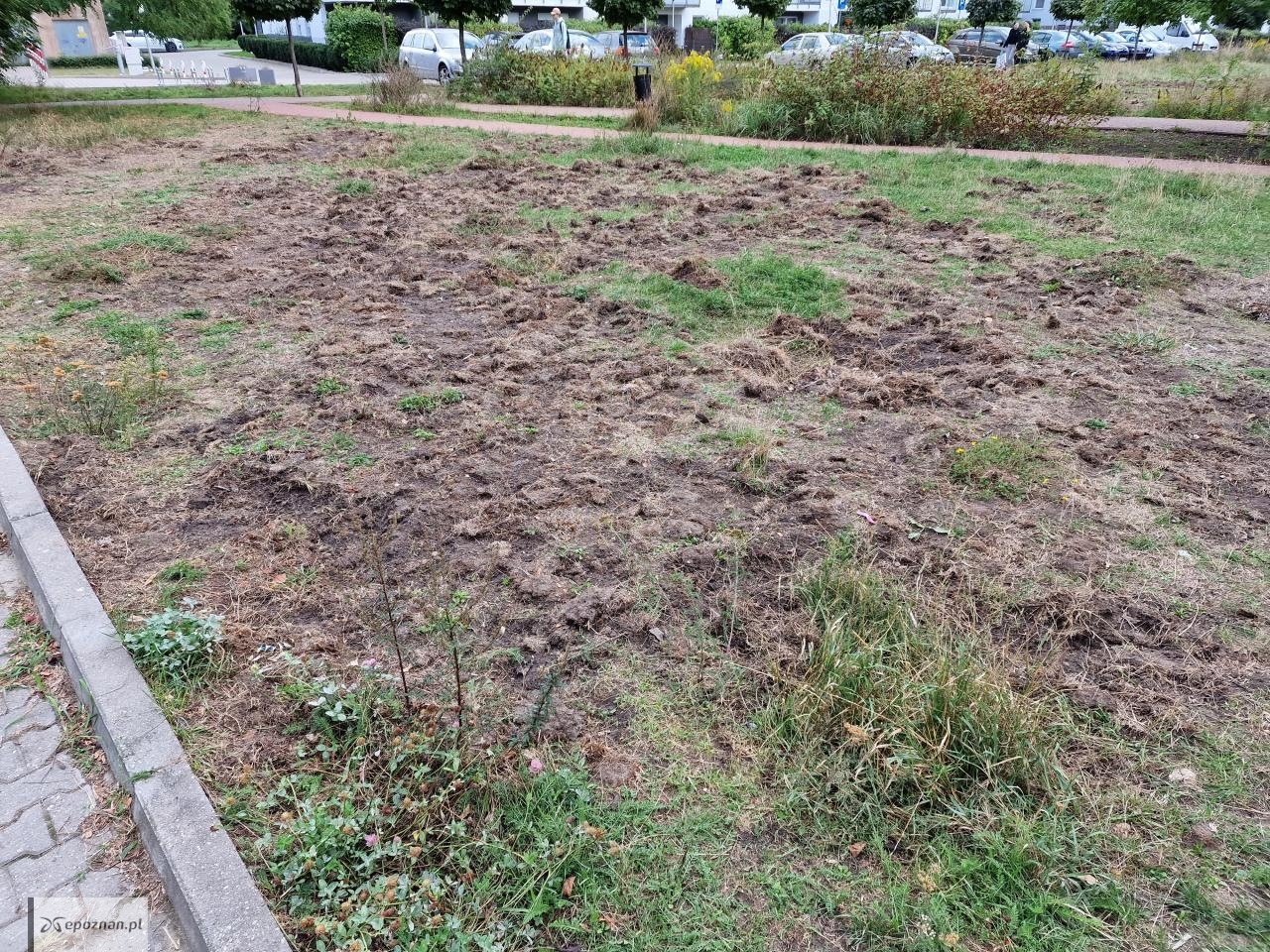Trawnik zniszczony przez dziki na osiedlu Śmiałego | fot. Tomek