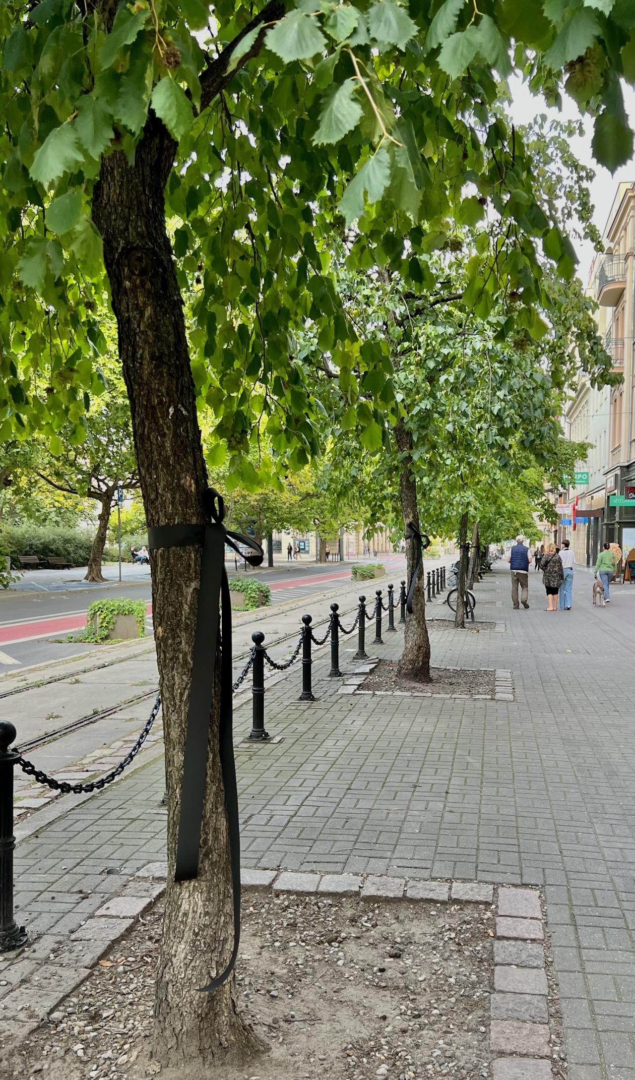 Na drzewach pojawiły się czarne wstążki | fot. Stowarzyszenie Plac Wolności