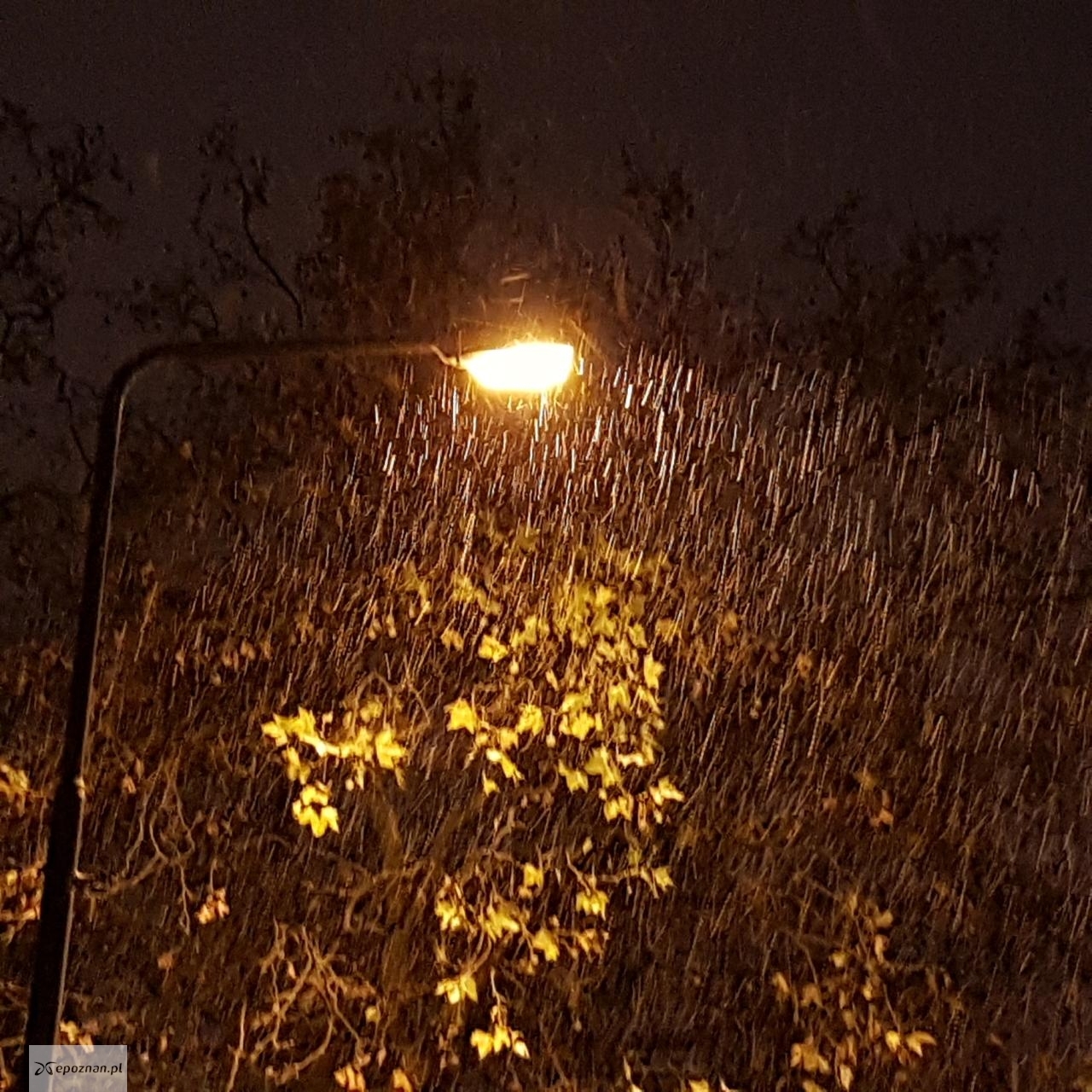 W piątkowy wieczór w Poznaniu prószłył śnieg. | fot. Jerzy