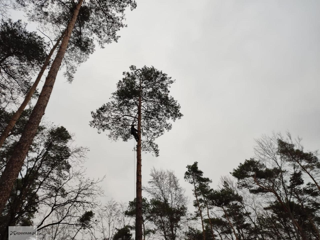 fot. Archiwum Nadleśnictwa Sieraków