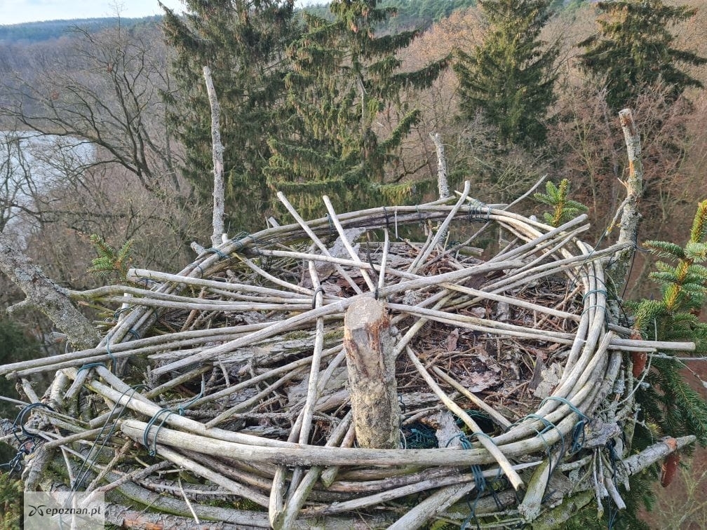 fot. Archiwum Nadleśnictwa Sieraków