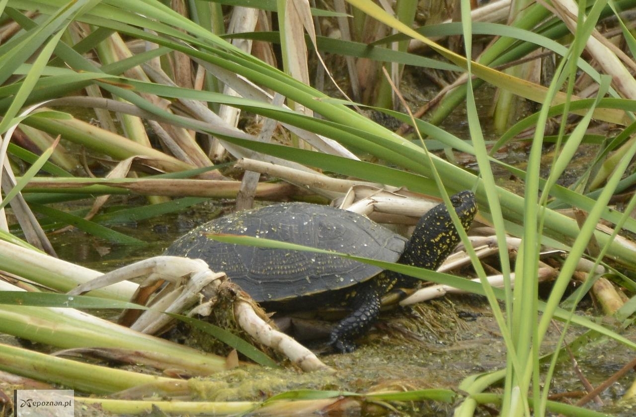 fot. Anna Grebieniow / PTOP "Salamandra"