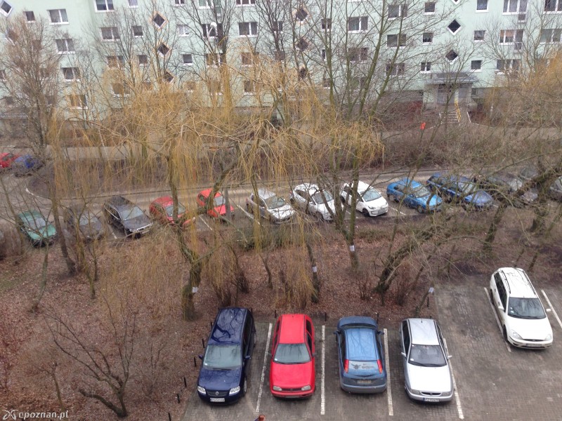 Na drzewach pojawiły się kartki z prośbą o nieparkowanie samochodów ze względu na planowaną wycinkę. | fot. Przemek
