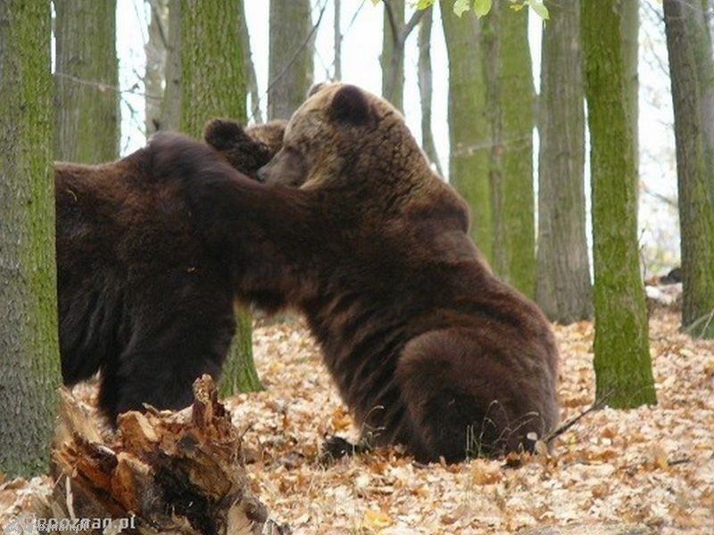 Pierwszy spacer niedźwiedzi | fot. Nowe ZOO
