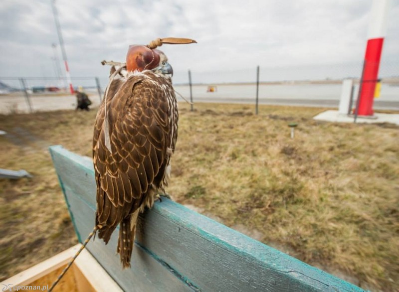 Mamba | fot. Port Lotniczy Poznań Ławica